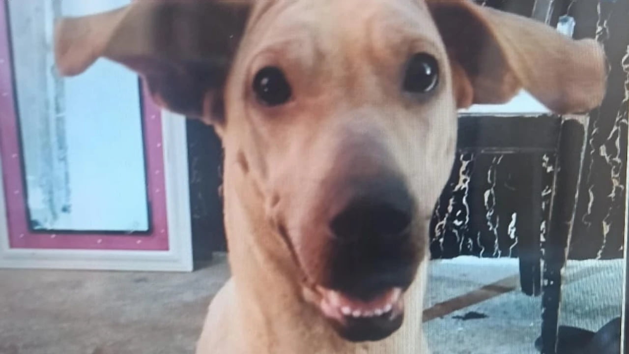 La historia de la cachorra en Betania que tiene indignada a Bucaramanga