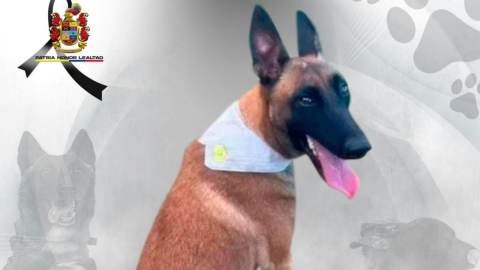 Rihana, la canina del Ejército que murió durante ataque con drones