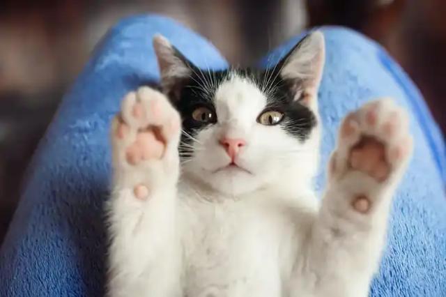 Hombre que mutiló a un gatito en Santander fue enviado a la cárcel
