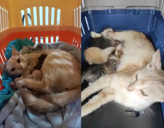 $16 Millones de pesos deberá pagar, la pareja de abandonó a una gata y sus crías en Bucaramanga