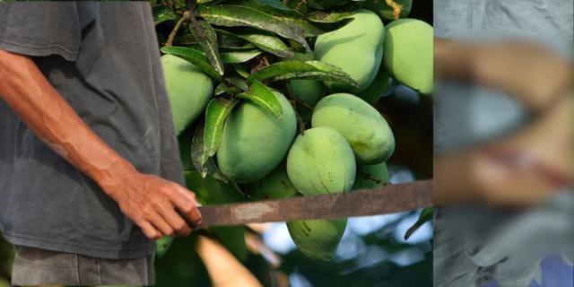 Por bajar un mango menor fue herido y golpeado en la vía a Matanza