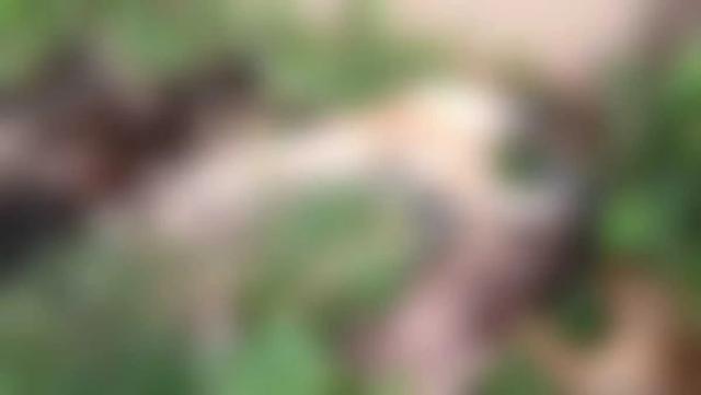INDIGNANTE: 12 perritos fueron envenenados en Piedecuesta