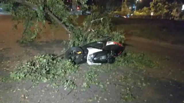 Motociclista en delicado estado de salud tras caerle un árbol encima en Santander