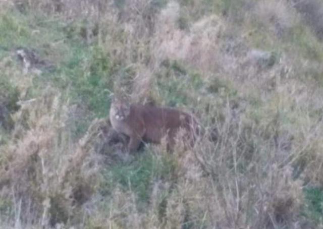 Felinos de gran tamaño aterrorizan población de San Andrés en Santander