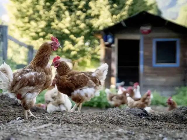Encuentran a menor con una encomienda de gallinas encaletada de droga