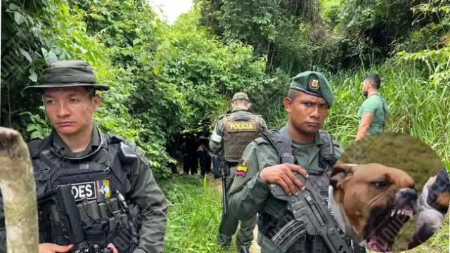 ¿Que tragedia! Pitbulls le causaron la muerte a niño de 5 años en el norte de Bucaramanga