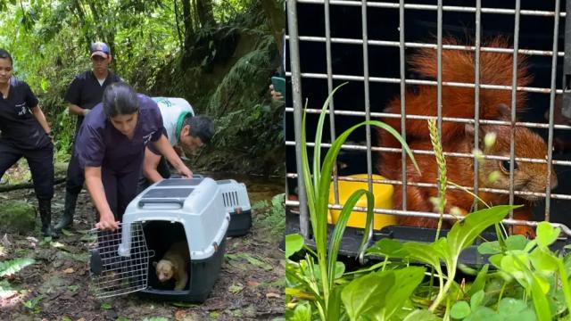 Liberadas más de 80 ejemplares de fauna silvestre que fueron recuperados por la CDMB