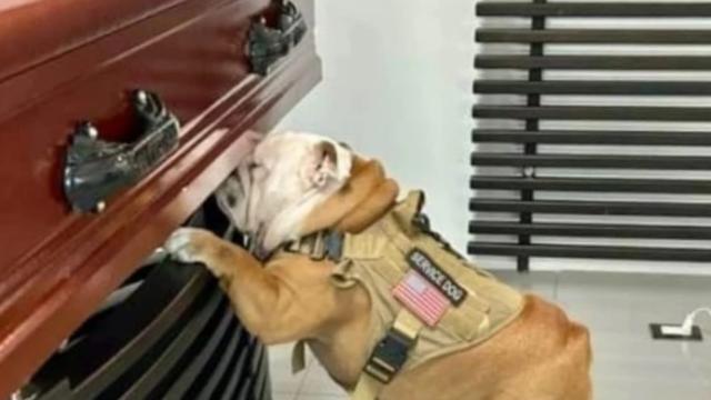Orión, perro del joven Jack Ramírez asesinado en Barranquilla fue a darle su último adiós