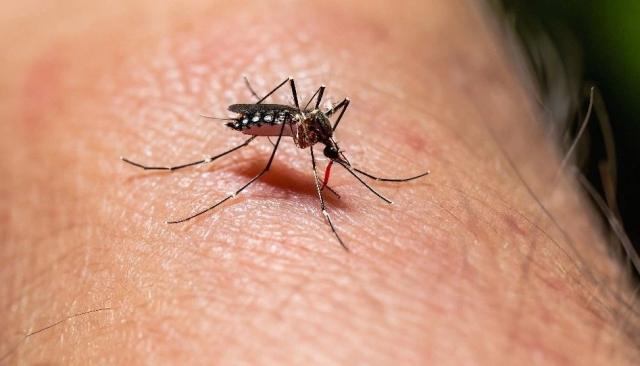 Alerta en Bucaramanga por aumento de casos de dengue