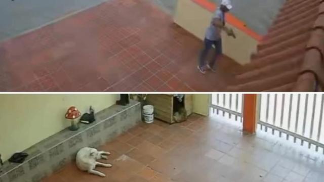Murió perrita  luego de que exsargento del ejército le disparó sin piedad