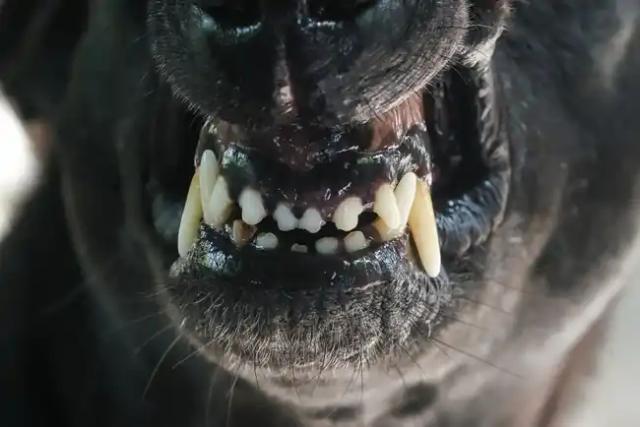 Pánico en La Cumbre: Peligrosos Perros Sueltos atacan hasta la muerte a mascota indefensa