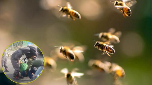 Enjambre de abejas desató el pánico en el barrio Manzanares, un hombre de la tercera edad fue atacado.
