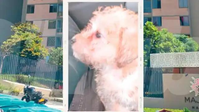 Mujer lanzó a su perro desde un piso 12 en Antioquia tras ruptura amorosa