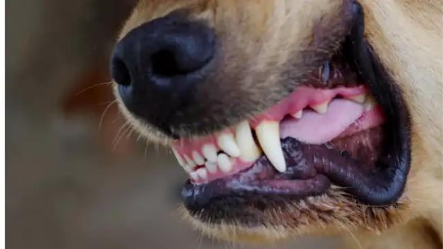 Perro atacó a un menor en Girón; familia exige control en zonas residenciales.