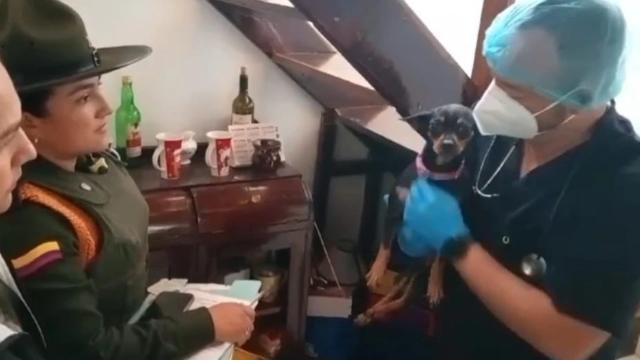 Perrita forzada a inhalar sustancia fue trasladada a la Unidad Bienestar Animal