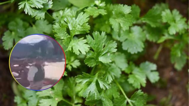 Intolerancia: Vendedor apagó la vida de otro por $20.000 de cilantro