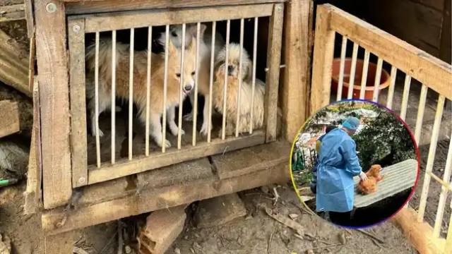 Perritos en estado desnutrición fueron hallados en criadero ilegal en el norte