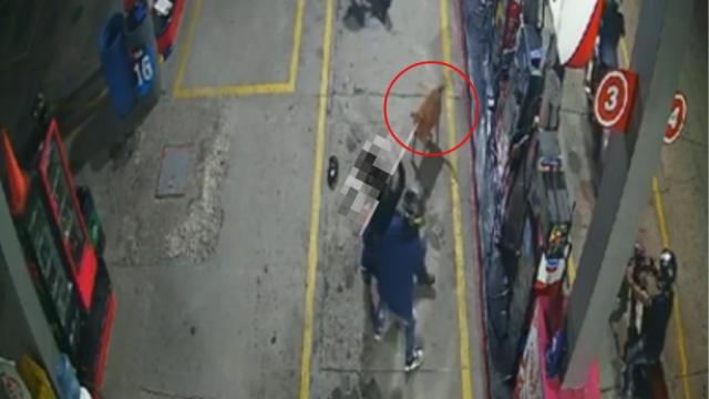 Video: Perrito héroe frustró asalto y salvó a trabajadora de gasolinera