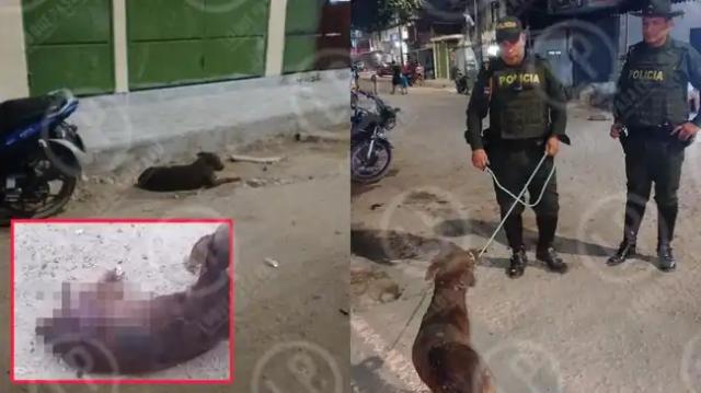 Indignante: Perrito fue apuñalado por un habitante de vivienda no formal en  Bucaramanga