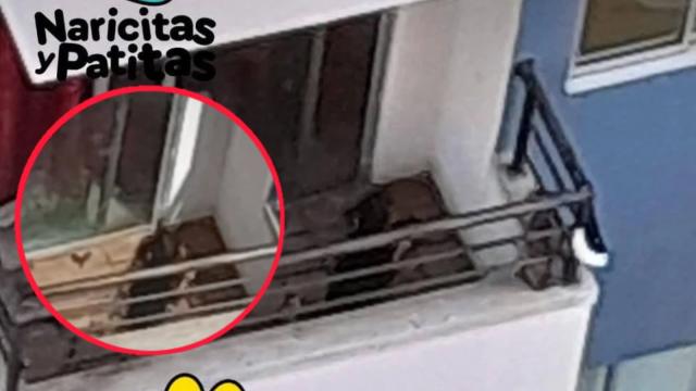Indignante: perrito murió de hambre luego de que dejaron encerrado en apartamento por más de 20 días
