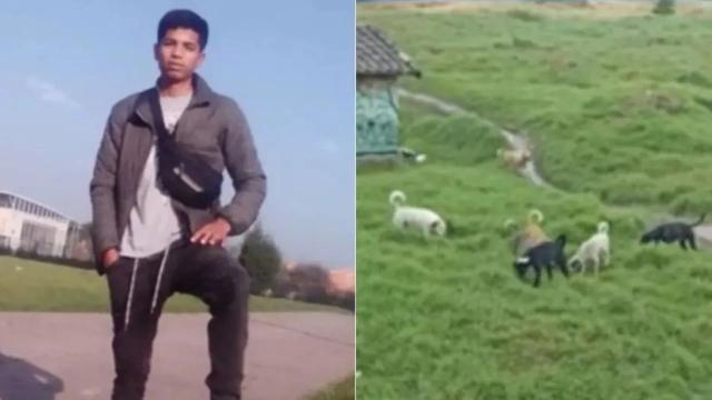 Ataque salvaje: joven perdió sus brazos y orejas tras brutal ataque de perros callejeros