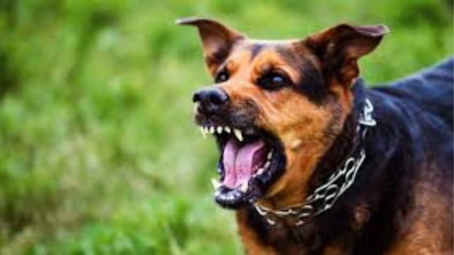 Niño de 7 años herido tras feroz ataque de perros en zona rural de Santander