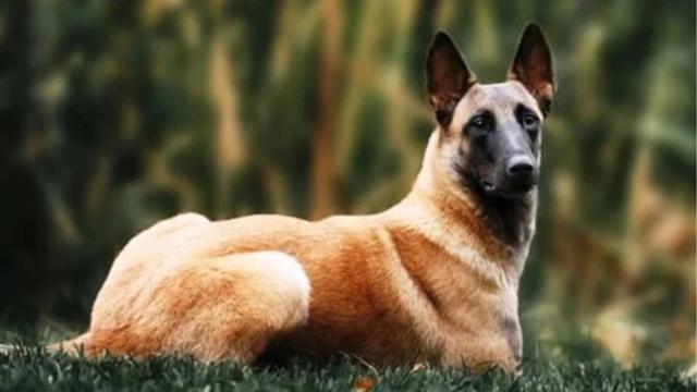 Habló el dueño del perro que atacó a niño de 7 años en Santander