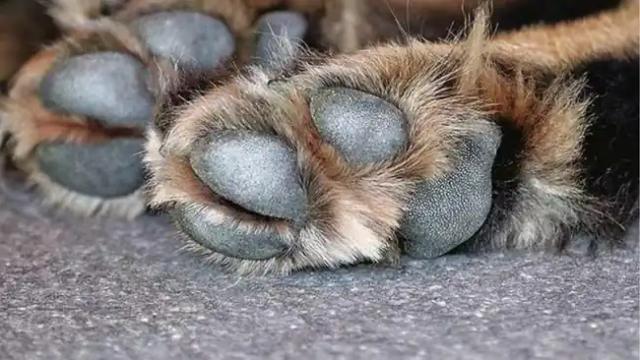 Perrito murió por proteger a su vecino de un ataque sicarial en Santander