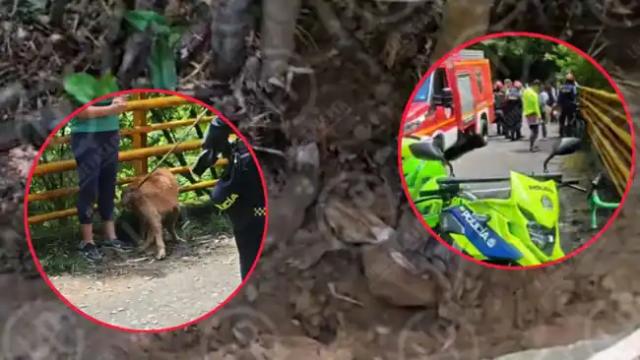 Indignante: Perrito fue enterrado vivo en la via al Santisimo, sus quejidos alertaron a caminantes