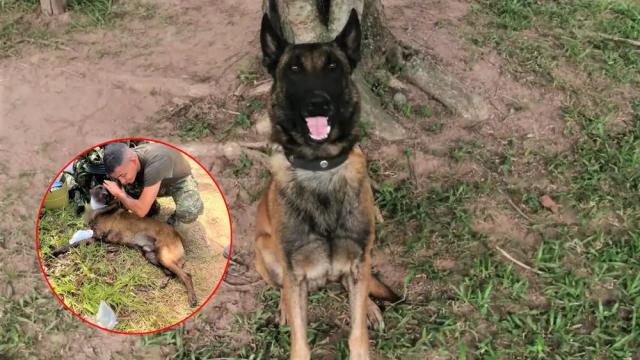 Sansón, valiente perro que perdió una pata al salvar a 36 personas de una mina
