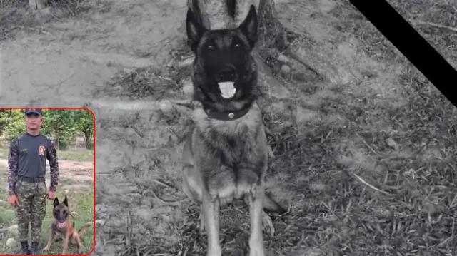 Murió Sansón, el perro del Ejército que salvó a 36 personas de una mina