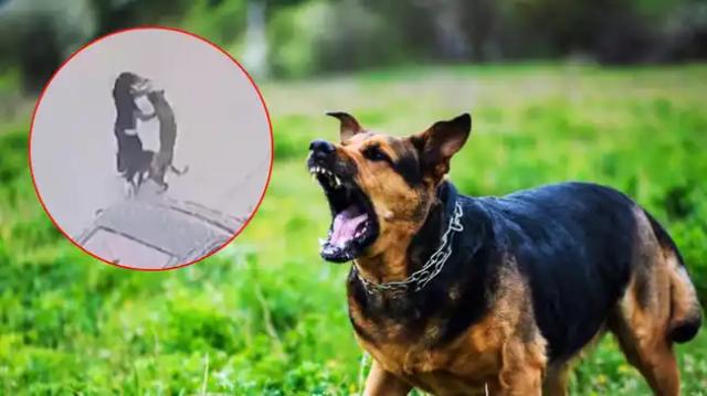 Dos perros desatan el pánico al lanzarse contra una joven en plena calle