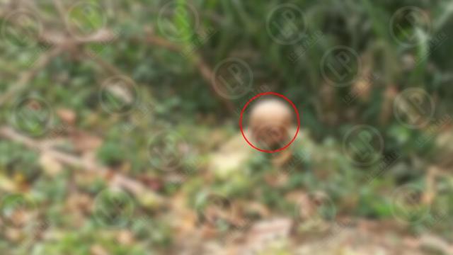 Aterrador hallazgo en Piedecuesta: Encuentran cráneo humano en un caño
