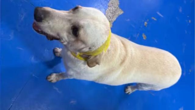 Indignante: Suboficial de la Armada apuñaló a perro labrador