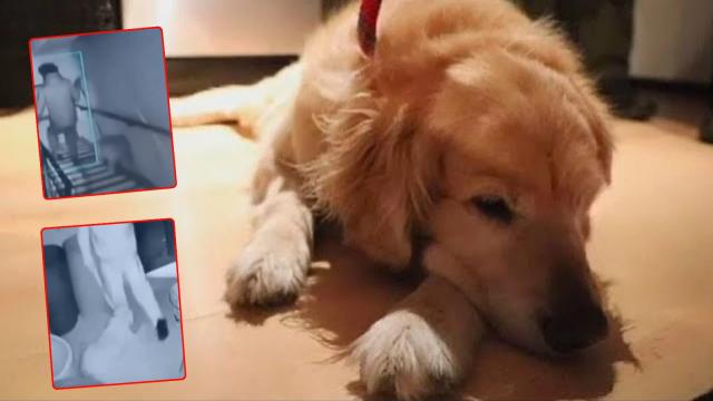 Hombre fue grabado golpeando a su perro. El video ha causado indignación