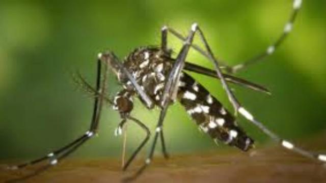 Hombre de 32 años murió por Dengue en Santander: alerta sanitaria