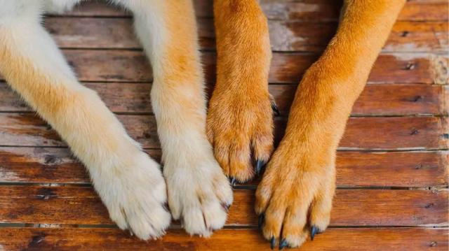 Investigan la muerte de dos perros hallados en extrañas circunstancias en Barranquilla