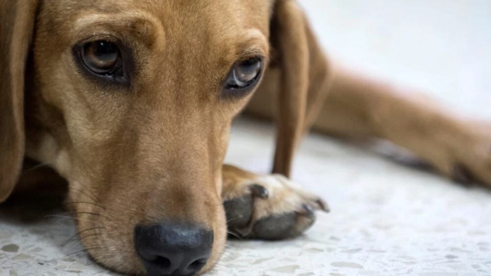 Denuncian que hombre mató a una perrita de un refugio en Santander e hirió a la persona que cuida del lugar