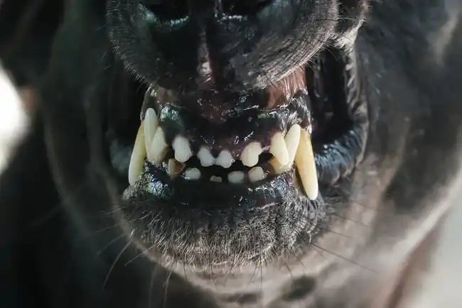 Pánico en La Cumbre: Peligrosos Perros Sueltos atacan hasta la muerte a mascota indefensa