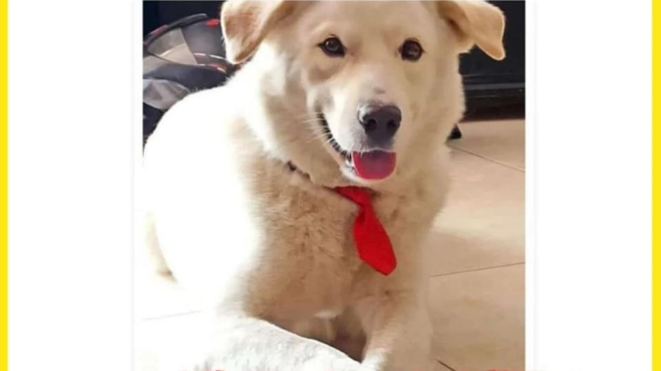 Indignación en Santander: Perro fue víctima de abuso y golpiza