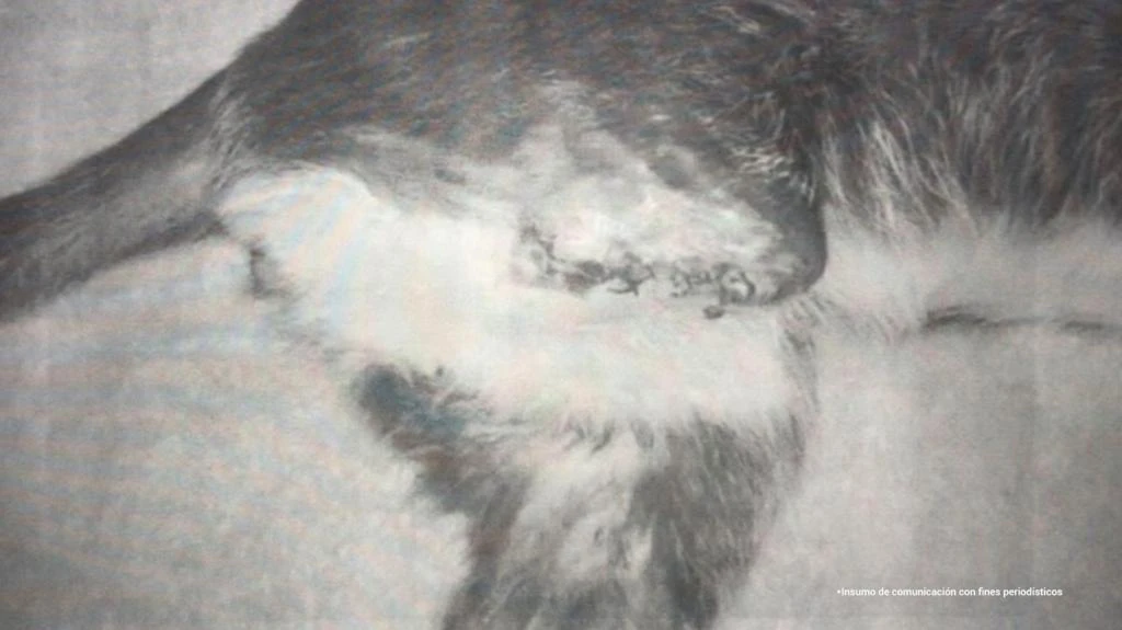 Hombre que mutiló a un gatito en Santander fue enviado a la cárcel - imagen 2