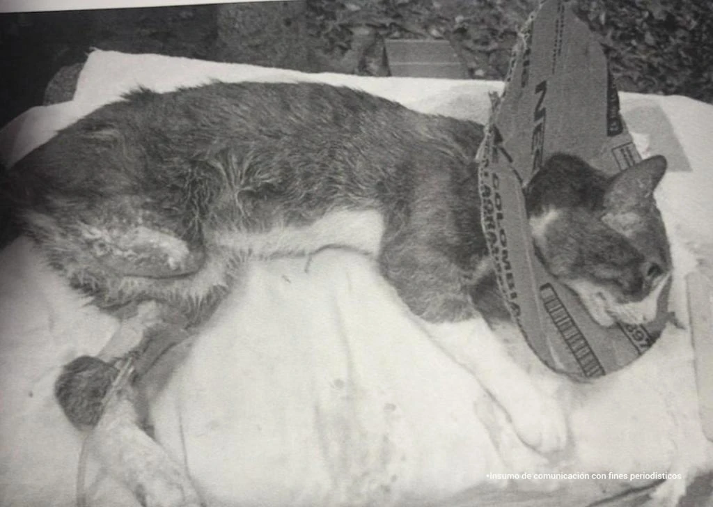 Hombre que mutiló a un gatito en Santander fue enviado a la cárcel - imagen 3