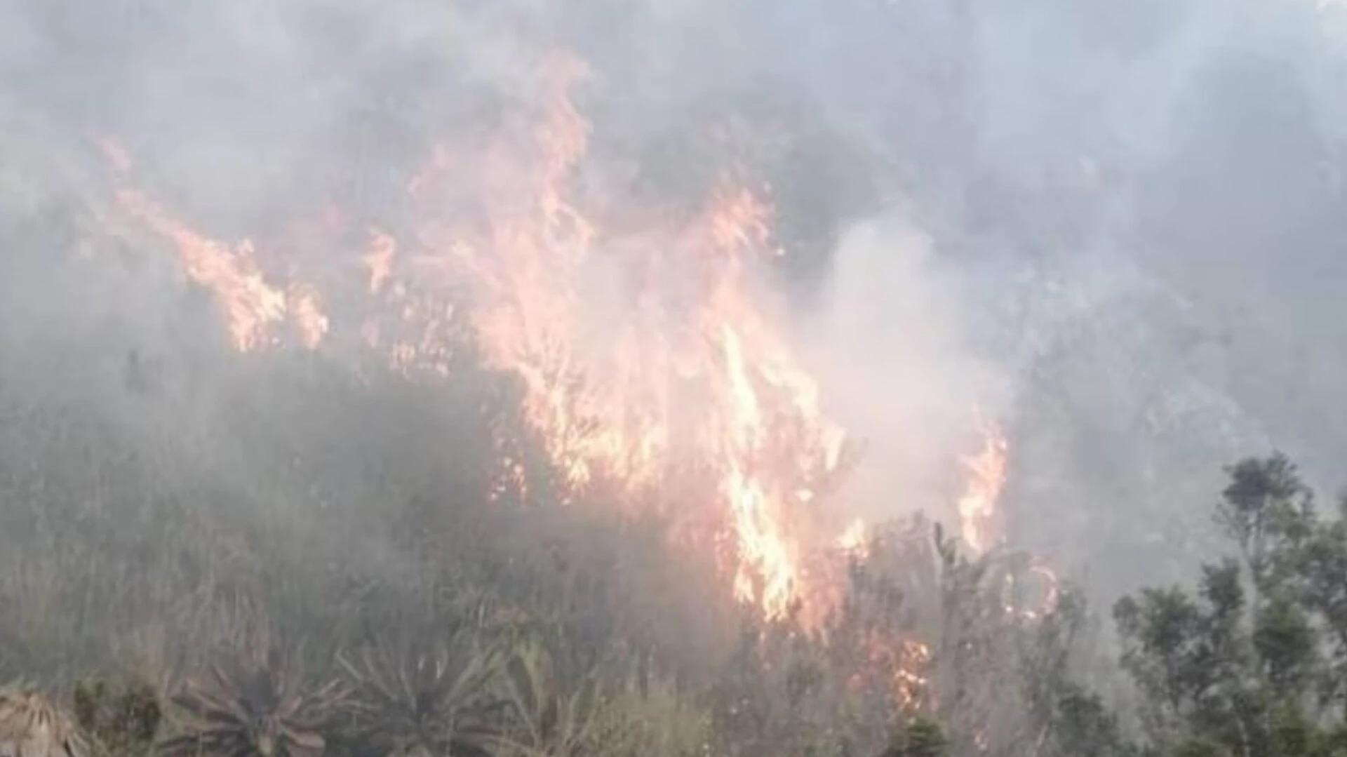Incendio forestal en el Páramo el Almorzadero consumió cerca de 20mil metros de vegetación nativa
