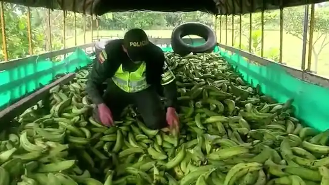 Cargamento de plátano fue descubierto con  245.200 gramos de estupefaciente. - imagen 2