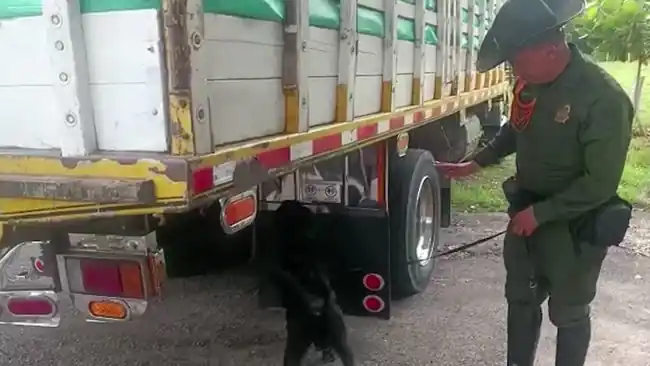 Cargamento de plátano fue descubierto con  245.200 gramos de estupefaciente. - imagen 3
