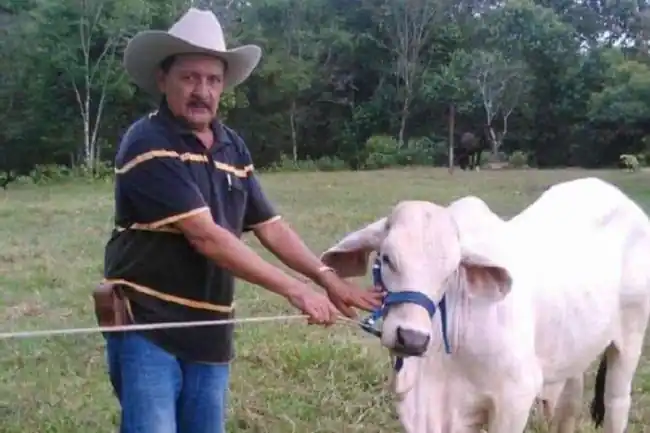 Ganadero en Santander murió tras ser embestido por un toro