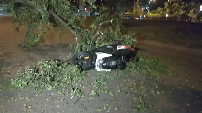Motociclista en delicado estado de salud tras caerle un árbol encima en Santander