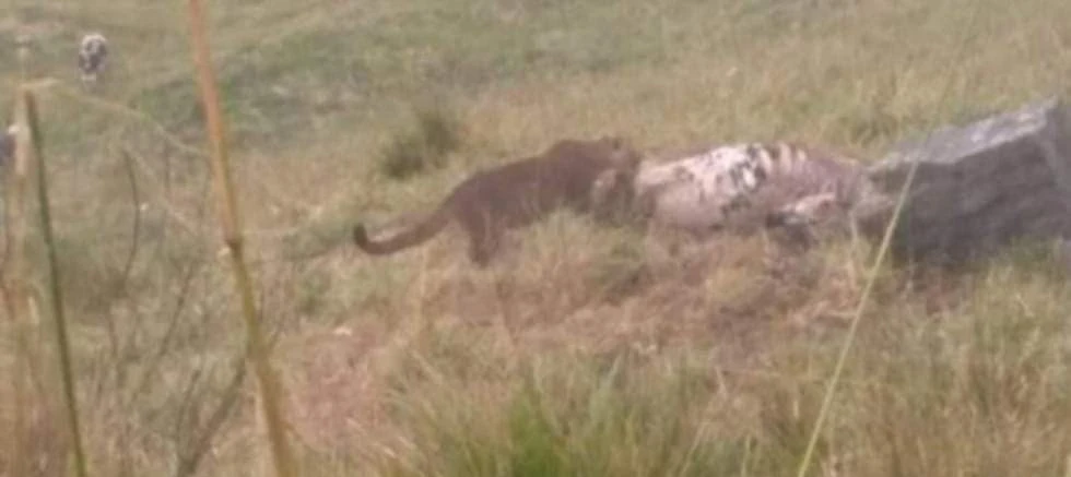 Felinos de gran tamaño aterrorizan población de San Andrés en Santander - imagen 2
