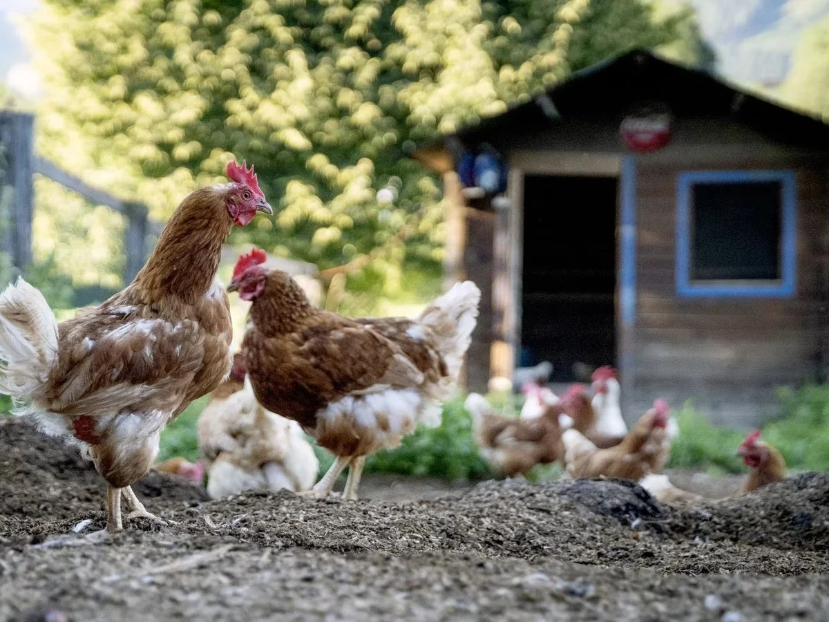 Encuentran a menor con una encomienda de gallinas encaletada de droga