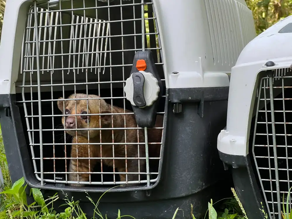 Liberadas más de 80 ejemplares de fauna silvestre que fueron recuperados por la CDMB - imagen 3